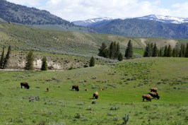 low_DSC21161