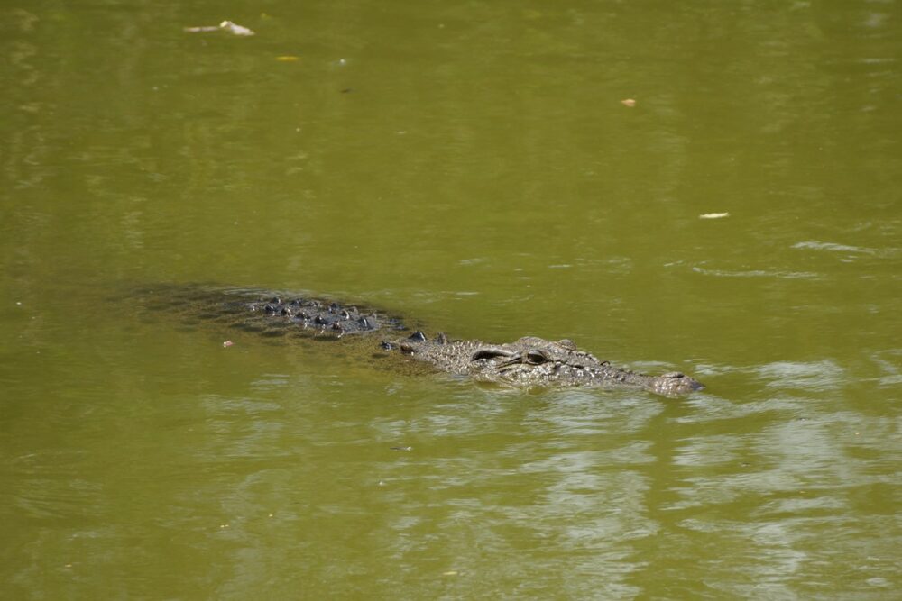 Ici un beau crocodile (ou un alligator, c'est caïman pareil! :D)