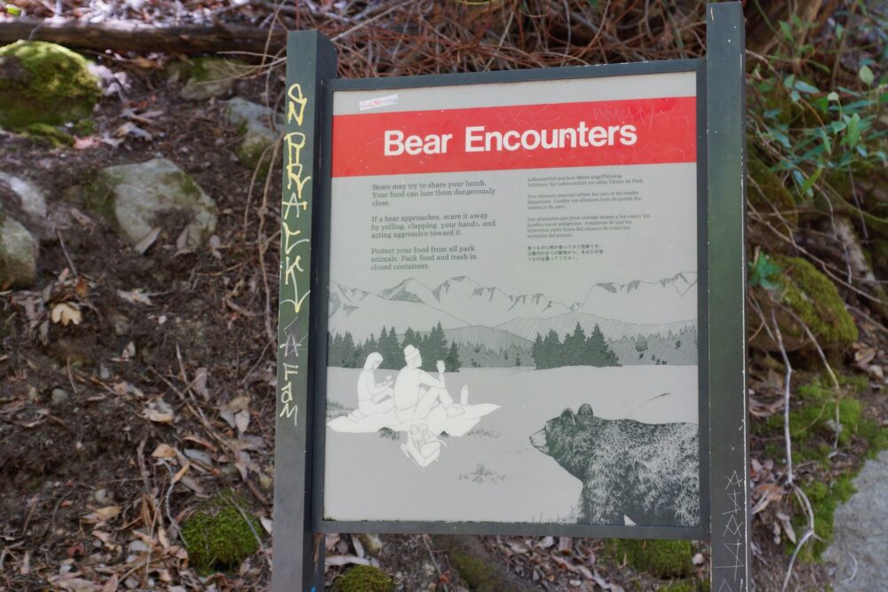 Les ours peuvent vouloir partager votre repas