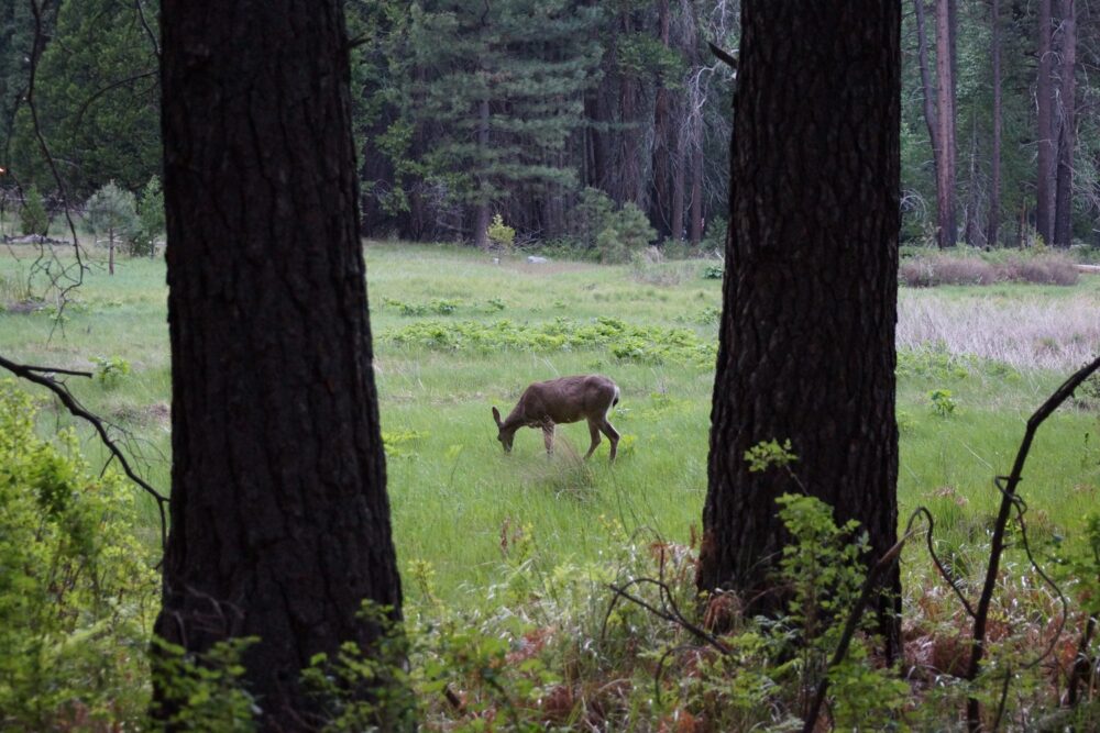 Une dernière petite biche