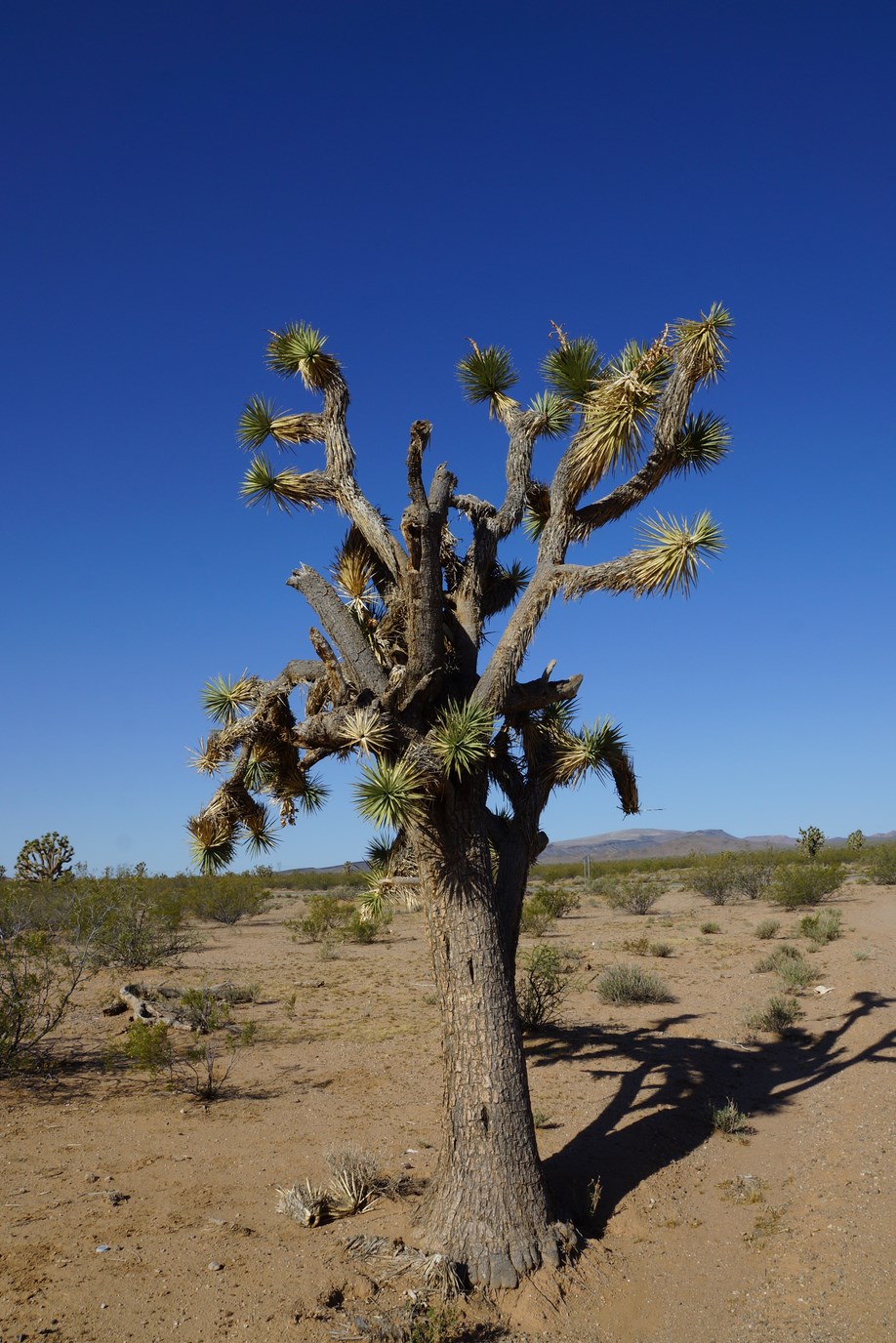 L'arbre de Joshua, un des rares êtres en vie sur la route désertique