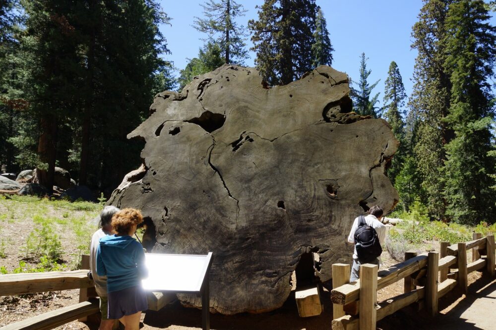 Le tronc d'un sequoia vieux de plus de 2200 ans lorsqu'il a été coupé