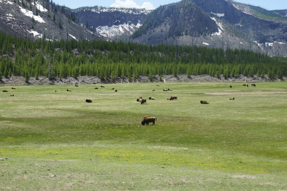 Les troupeaux de bisons sont en liberté dans le parc
